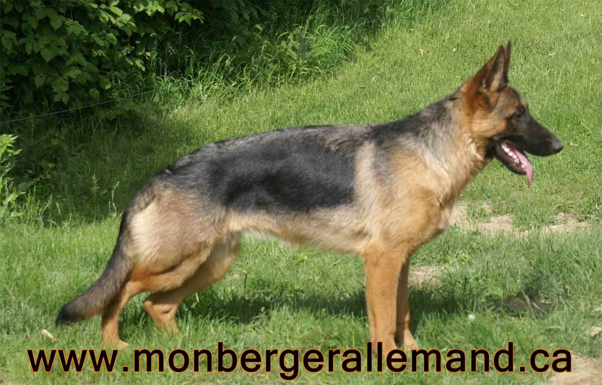 Holi Z Borowna Berger Allemand de lignée